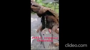 Sakto Organic Dewormer: A Natural Solution for Safe Chicken Care