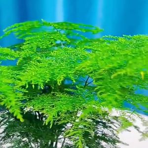 文竹营养液 文竹专用肥 Asparagus special fertilizer Special Fertilizer for Asparagus Bamboo Baja Asparagus