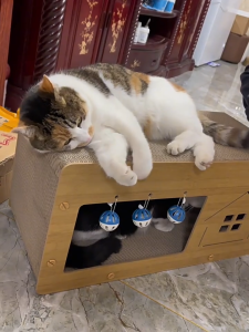 ที่ฝนเล็บแมว บ้านแมวกระดาษ บ้านแมว ที่นอนแมว คอนโดแมว ที่ลับเล็บแมว บ้านลับเล็บแมว ของเล่นแมว