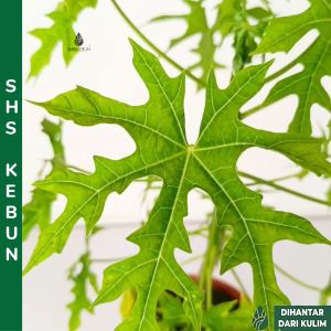 Pokok Ajinomoto Pokok Chaya Anak Pokok Ajinomoto Chaya Plant SHS Kebun