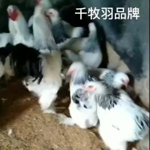 【店铺热门爆款】【2875人收藏】正宗梵天鸡种蛋顺丰婆罗门鸡受精蛋巨型观赏产地直发精品便宜