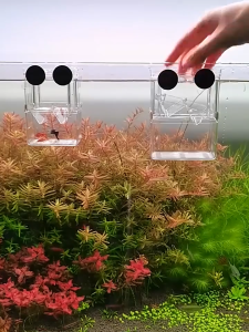 Isolation Box for Aquariums Isolation incubator Hatching box Acrylic Transparent Double Layer (S M)