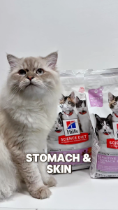 [Bundle Of 4] Hills Science Diet Kitten Sensitive Stomach & Skin Salmon & Brown Rice Recipe Dry Cat Food 1.58kg