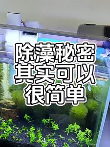 200G Aquarium Algae Remover Powder Efficient & Practical Algaecide powder Moss Remover Cleaner Daily Prevention