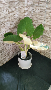 Variegated Plant Food – Color Enhancer & Leaf Care Nutrients | Prevents Color Reversion | Pampakulay ng Halaman | For Thai Con Albo Birkin |