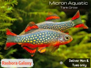 [DOA] LF Galaxy Rasbora Local breed / Danio margaritatus / 银河斑马/ 火翅金钻 **Buy 10pcs Free 1pc