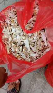Ikan Asin Bulu Mentok/Bilis Kering dan Tawar - Camilan Berkualitas Terbaik