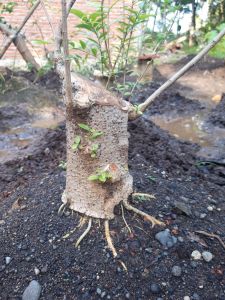 BONSAI ANTING PUTRI PROKAR BATANG BESAR