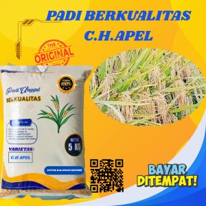 BENIH PADI C.H APEL TERBARU BERKUALITAS SUPER UNGGUL KEMASAN 5 KG