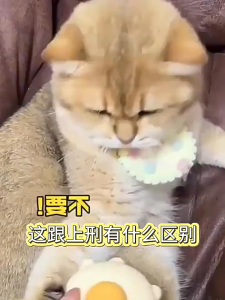 Sisir Kutu Kucing Sisir Penghilang Bulu Kucing Anjing Pet Grooming Comb Tombol Otomatis HM1074