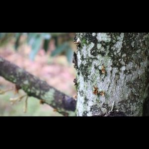 ธาตุอาหารรอง ธาตุอาหารเสริม แคลเซียม-โบรอน  ช่วยการผสมเกสร ป้องกันผลแตก ดอกหลุดร่วง ขั้วเหนียว ฮอร์โมนพืช