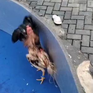 satu pasang bungkus paruh pengaman ayam laga zeorfarm