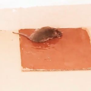 Rat Sticky Trap Glue & Strong Adhesive Fly Paper: A Comprehensive Guide