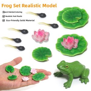 Simulation Educational Amphibian Toy