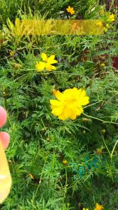 Buy1 Take1 VELVET GRACE Lotus Secret Fragrance Underwear Laundry Liquid 500ml