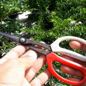 กรรไกรปากยาว ตัดแต่งบอนไซ ตัดช่อดอกไม้ แต่งต้นไม้ราคาประหยัด