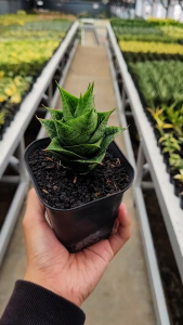 tanaman sensivera hahnii frozen original