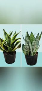 Cây lưỡi mèo và cây lưỡi hổ mang ý nghĩa may mắn phát tài phát lộc và dồi dào tiền bạc Minh Hân Garden