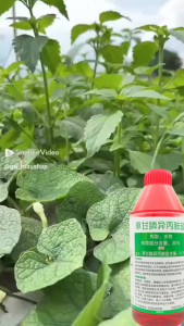 [1000G/1 bottle]Herbicide Weed Killer WeedFree-RegrowthProof 100% effective tree killer