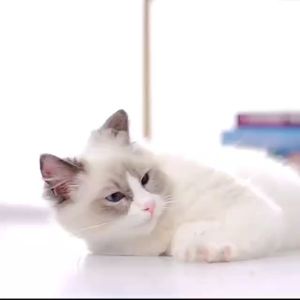 Lonno freeze-dried cat snacks tooth star cat tooth cleaning biscuit molar stick chicken nutrition multi-taste tooth cleaning stick