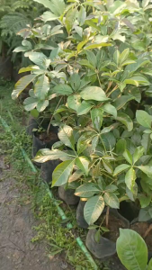 ต้นไข่เน่า หรือ ฝรั่งโคก หรือ ขี้เห็น หรือ คมขวาน  พร้อมปลูก