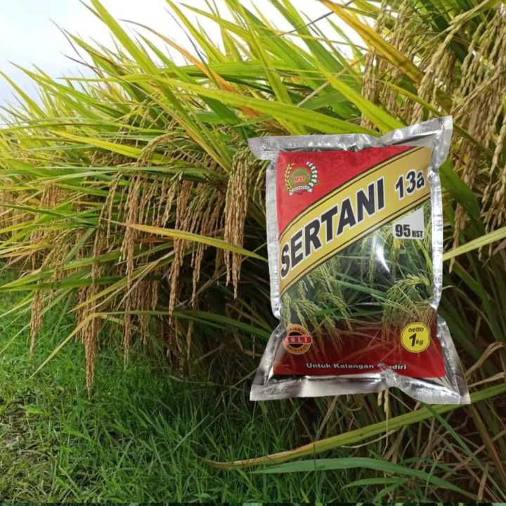 Benih Padi Sertani 13A hasil lebih banyak diantara varian sertani lainya Msp 13 a