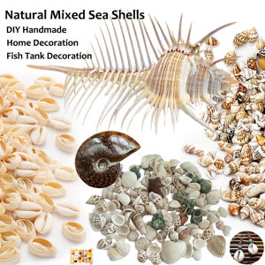 Bulk Mixed Natural Sea Shells - Various Sizes Conch & Nautilus for Beach Crafts Home Decor Wedding Party DIY