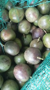 1KG BUAH MARKISA ASLI BRASTAGI