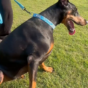 สายจูงสัตว์เลี้ยงที่ปรับได้สำหรับความปลอดภัย ปลอกคอสำหรับสุนัขและแมวปกคอสะท้อนแสงเชือกแบนปลอกคอสูมทั้งสหรัฐอเมริกา