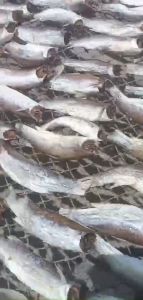 KHÔ CÁ ĐỐI NGON - RẺ VỪA ĂN 1KG/ 500GRAM/ 250GRAM - KHÔ CÁ ĐỐI BIỂN CÀ MAU