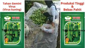 Benih Bibit Timun Lalap Baby Tahan Virus GAYATRI F1 200 Biji