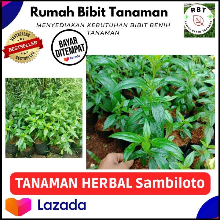 Bibit Tanaman Sambiloto Siap Tanam Tanaman Herbal Banyak Manfaat