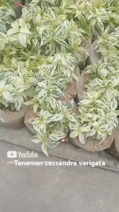 tanaman hias gantung berbunga cassandra variegata