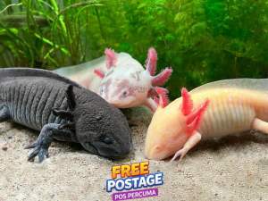 axolotl salamander