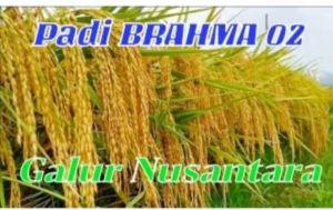 BENIH PADI UNGGUL BRAHMA 02 KEMASAN 1KG