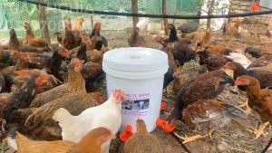 Máng Uống Nước Tự Động Cho Gà Vịt Ngan Hàng Mới Hiệu Quả Nhất.