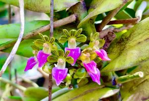 กล้วยไม้ เอื้องจั๊กจั่น กล้วยไม้ใส่กระถาง 4 นิ้ว ต้นสูงประมาน 20-30 เซน ออกดอก พฤศจิกายน-มกราคม 1 ต้น /ขุนเขาการ์เด้น