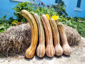 เมล็ดพันธุ์ฟักทองเงือกสองใจ 25+5 เมล็ด