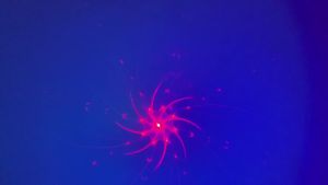 Máy Chiếu Ánh Sáng Tiệc Disco Có Điều Khiển Âm Thanh Hiệu Ứng Sân Khấu DJ Nhấp Nháy Cho Sinh Nhật Trong Nhà Quán Bar Câu Lạc Bộ Giáng Sinh Đám Cưới Trang Trí Nhà Cửa