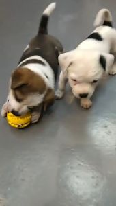 เล่น สุนัข หมา ใส่ ขนม ที่ขัดฟัน สุนัข เชื้อ กังวล ตุ๊กตาการเล่น ลูกบอลสุนัข เล่น เคียง เป็นโอกาสสะอาดฟัน