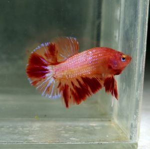 Amargeddon Vanda Halfmoon Plakat HMPK Betta Fish / Ikan Laga/ 斗鱼 (Not random fish）7