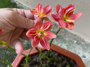 ข.หัวดอกบัวดิน ชื่อ Madam Butterfly หัวละ 20 บาท สีเข้มจางตามสภาพอากาศ