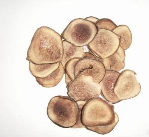 1gr 鹿茸 Beludru Darah Lu Rong Tanduk Rusa Untuk Pria Dan Wanita