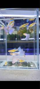 Sky Blue Tuxedo Guppy Pair |天空蓝孔雀鱼