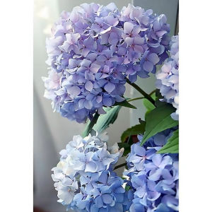 Modern Paint By Numbers Hydrangea Coloring By Numbers on Canvas Figure Paint with Numbers Handicraft for Adults Decor Room Wall