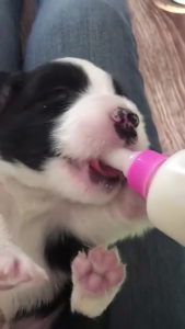 Pet Kitten Feeding Bottle Puppy Milk Bottle for Small dog and cat Animal Baby Feeder Bottle