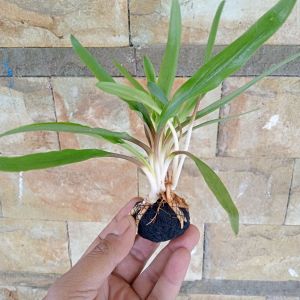 Cryptocoryne spiralis Tanaman Aquascape Media Wabikusa