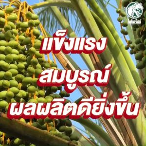 ทาร์โบฮิวมิก ฮิวมิกผงเกรดพรีเมียม โพแทสเซียมฮิวเมท 100% ฮิวมิคเงาะ กระตุ้นแตกรากใหม่ แตกยอด เพิ่มผลผลิต ขนาด 1 กก.