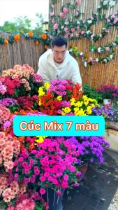 [10 Gói Tặng 1] Hạt Giống Hoa Cúc 7 Màu Loại dễ trồng tỉ lệ nảy mầm 98% hoa nở siêu đẹp nở liên tục 4 mùa