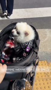 [Junglemonster] Walking Mate Ebebe Ring สายล็อคยางยืด ป้องกัน เห็บ หมัด ไล่แมลง ยุง สัตว์กัด ต่อย สำหรับสุนัข